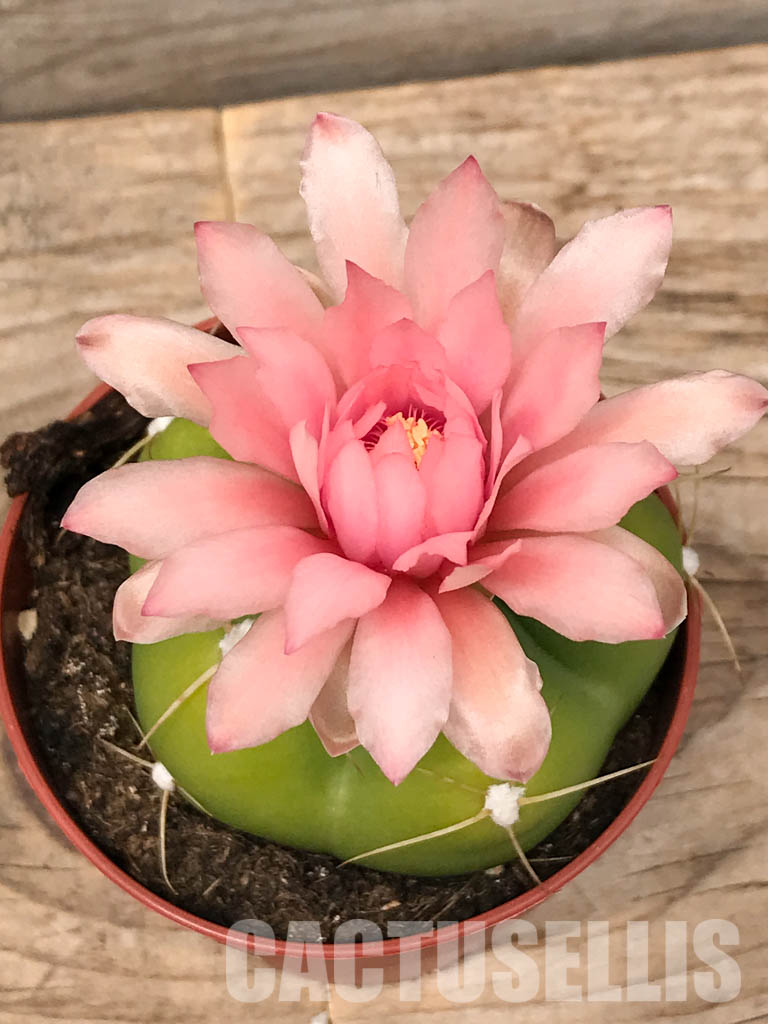 SH4461 Gymnocalycium horstii