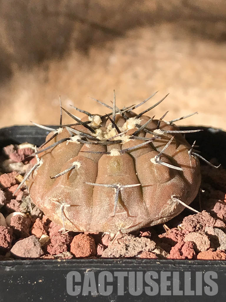 SHPR4484 Gymnocalycium bodenbenderianum paucispinum VG 347, Catamarca, La Guardia, 284m, Argentina - Obrázek 2