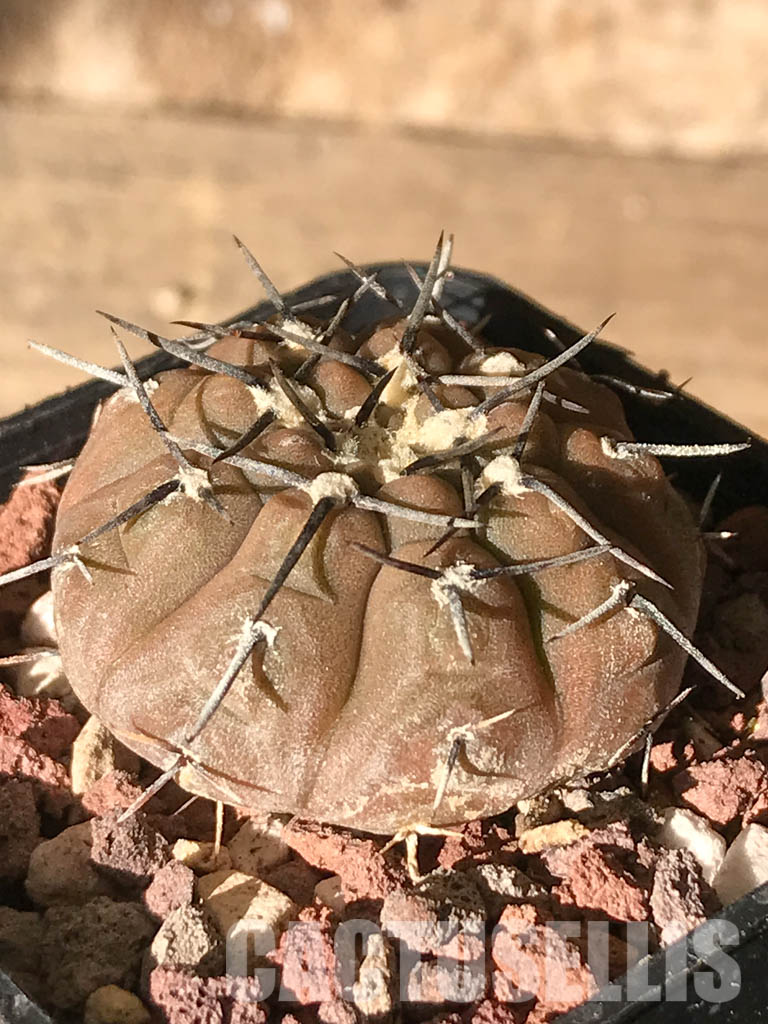 SHPR4484 Gymnocalycium bodenbenderianum paucispinum VG 347, Catamarca, La Guardia, 284m, Argentina - Obrázek 3