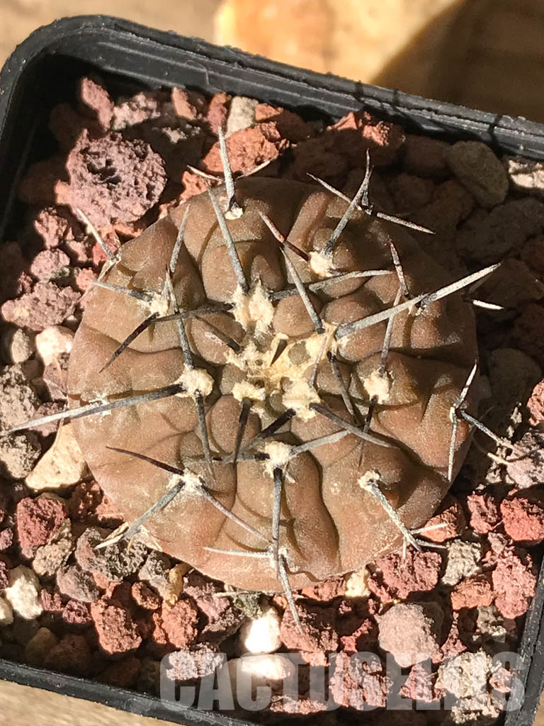 SHPR4484 Gymnocalycium bodenbenderianum paucispinum VG 347, Catamarca, La Guardia, 284m, Argentina - Obrázek 4