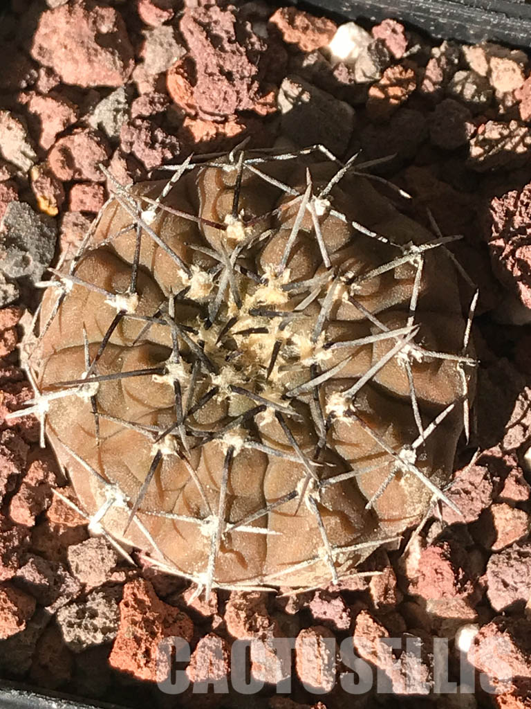 SHPR4484 Gymnocalycium bodenbenderianum paucispinum VG 347, Catamarca, La Guardia, 284m, Argentina - Obrázek 5