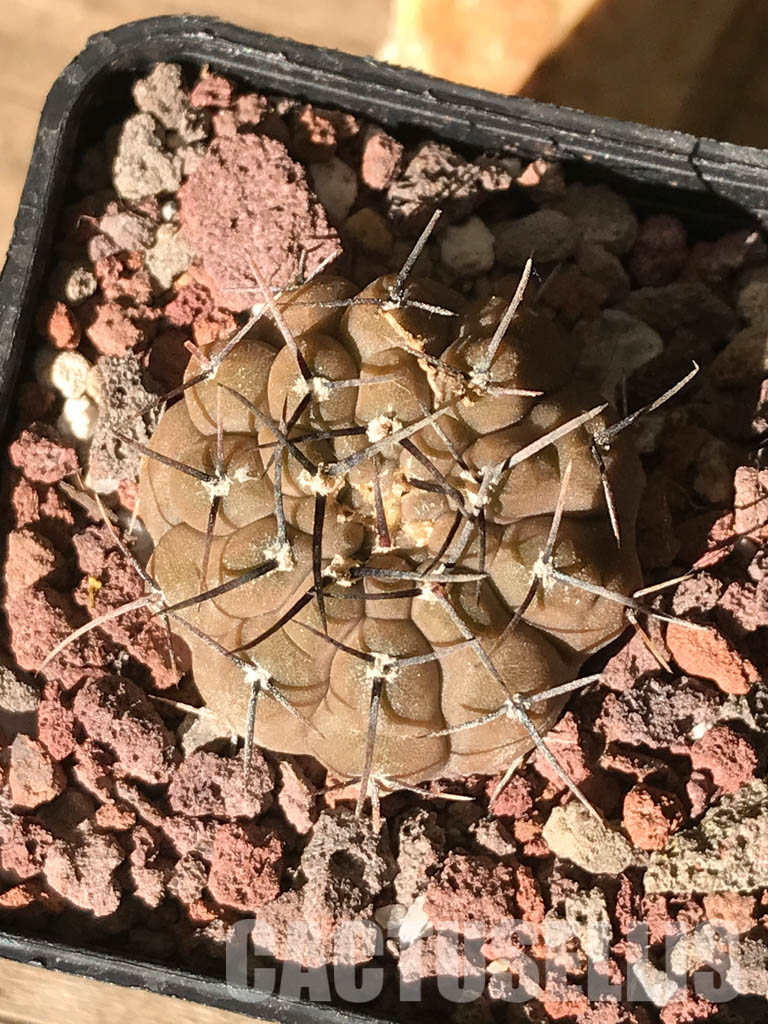 SHPR4484 Gymnocalycium bodenbenderianum paucispinum VG 347, Catamarca, La Guardia, 284m, Argentina - Obrázek 6