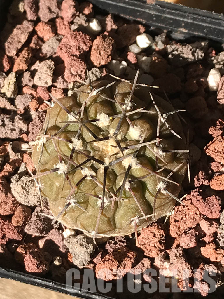 SHPR4484 Gymnocalycium bodenbenderianum paucispinum VG 347, Catamarca, La Guardia, 284m, Argentina