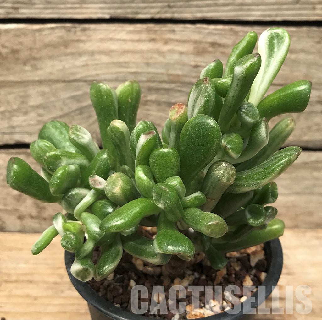 SHPR4492 Crassula ovata ‘Gollum’ variegated, two heads - Image 2