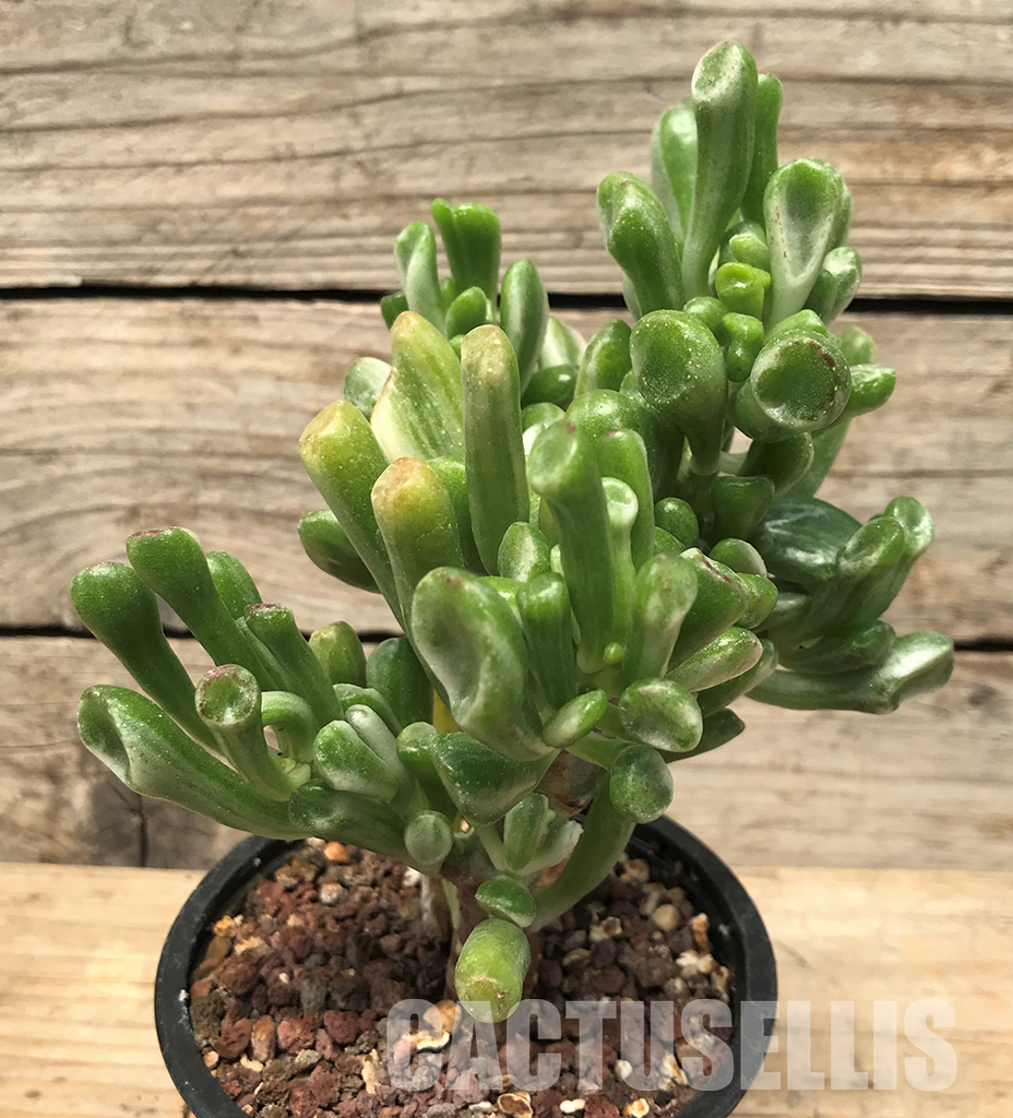 SHPR4492 Crassula ovata ‘Gollum’ variegated, two heads - Image 3