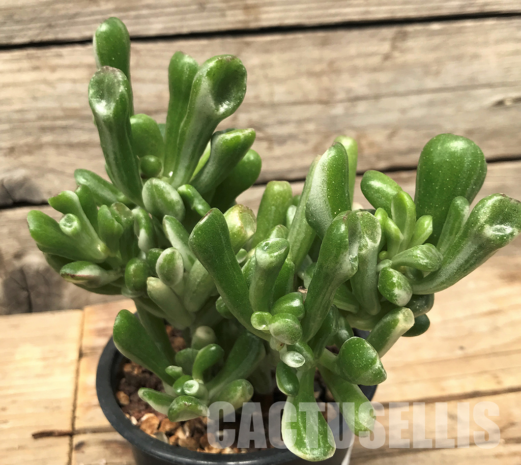 SHPR4492 Crassula ovata ‘Gollum’ variegated, two heads