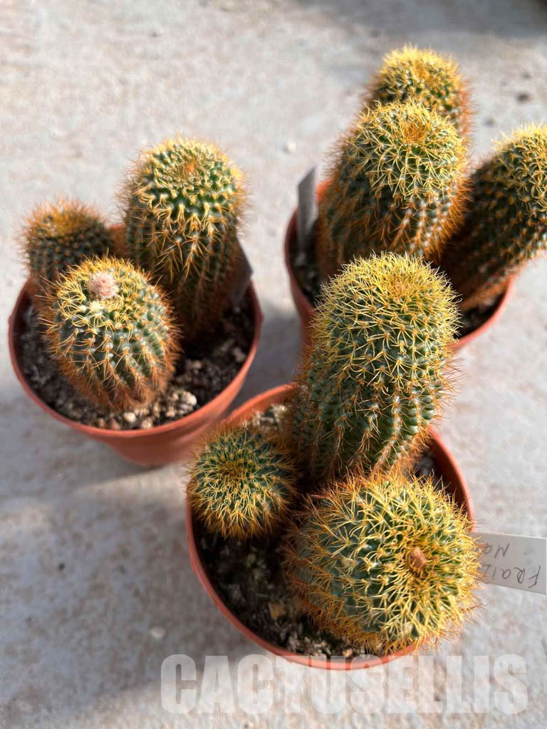 LOT201 50SEEDS Frailea Magnifica v. Curvispina 2022 - Image 4