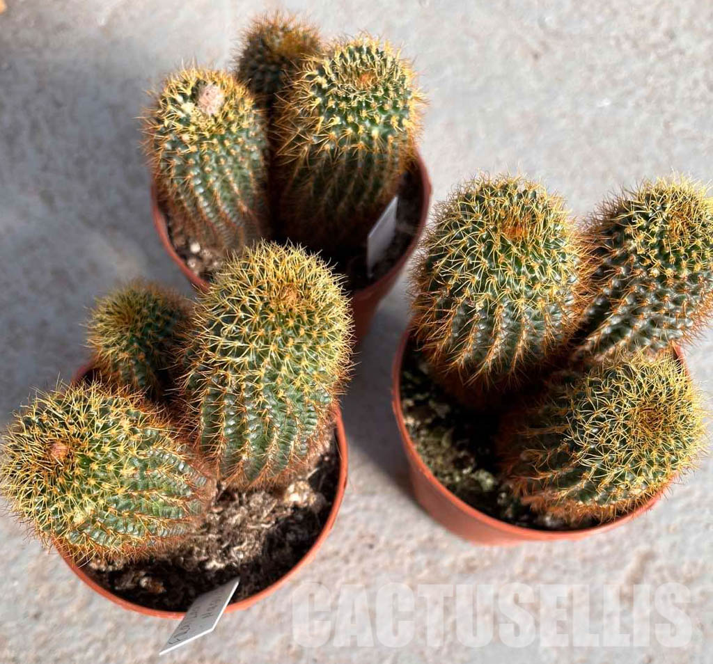 LOT201 50SEEDS Frailea Magnifica v. Curvispina 2022