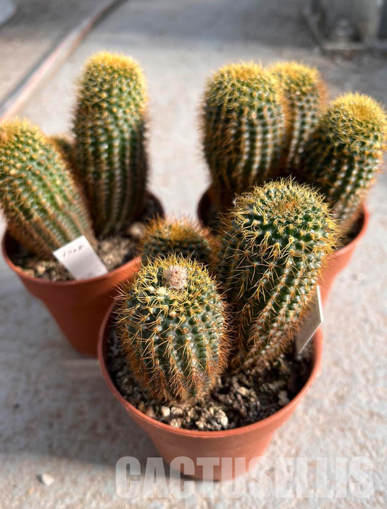 LOT201 50SEEDS Frailea Magnifica v. Curvispina 2022 - Image 2