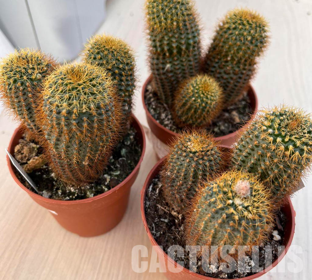 LOT201 50SEEDS Frailea Magnifica v. Curvispina 2022 - Image 3