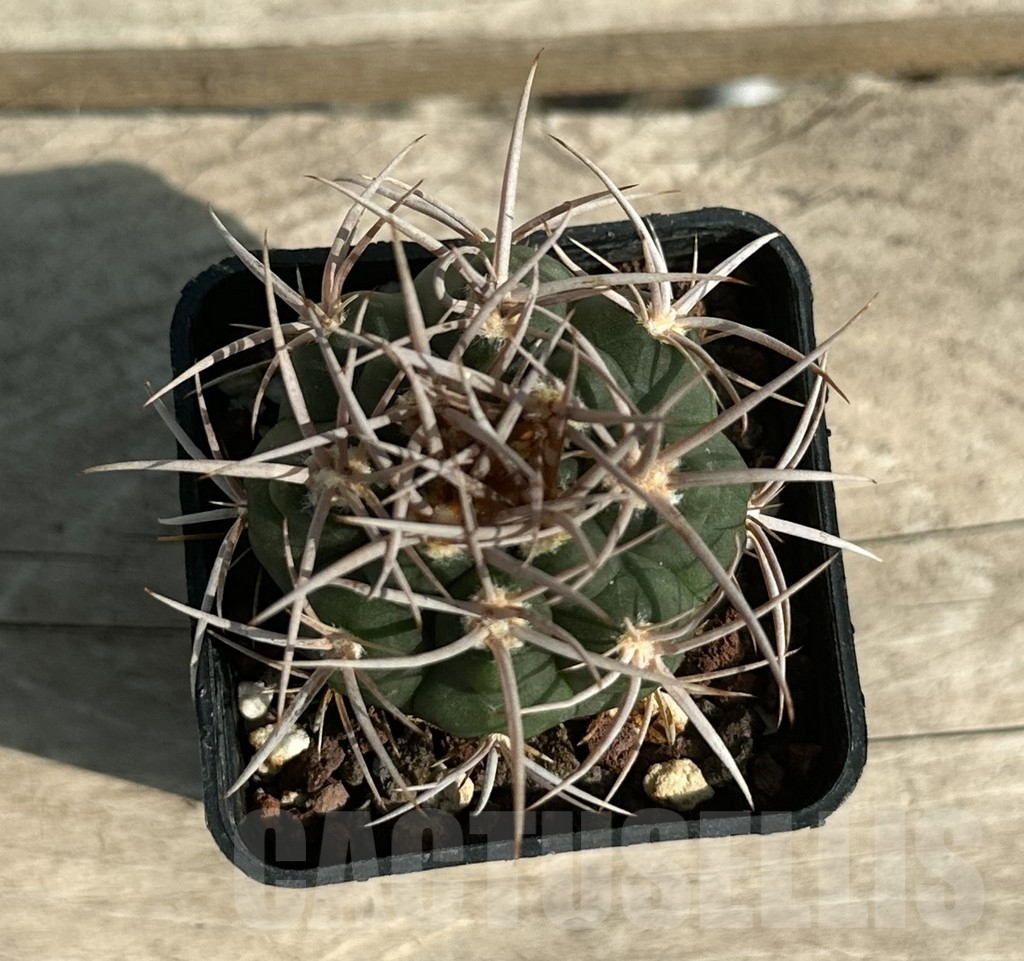 SHPR4417 Gymnocalycium hybopleurum v. ferocior, Cordoba, Argentina - Image 2