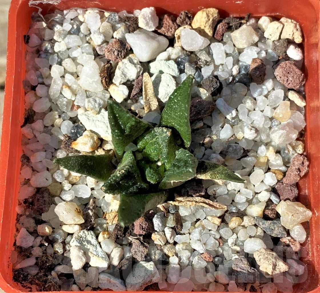 SHPR12718 Ariocarpus bravoanus – Bild 2