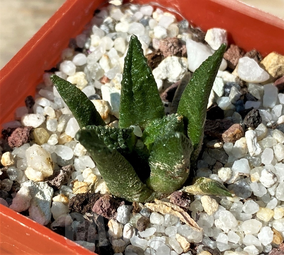 SHPR12718 Ariocarpus bravoanus