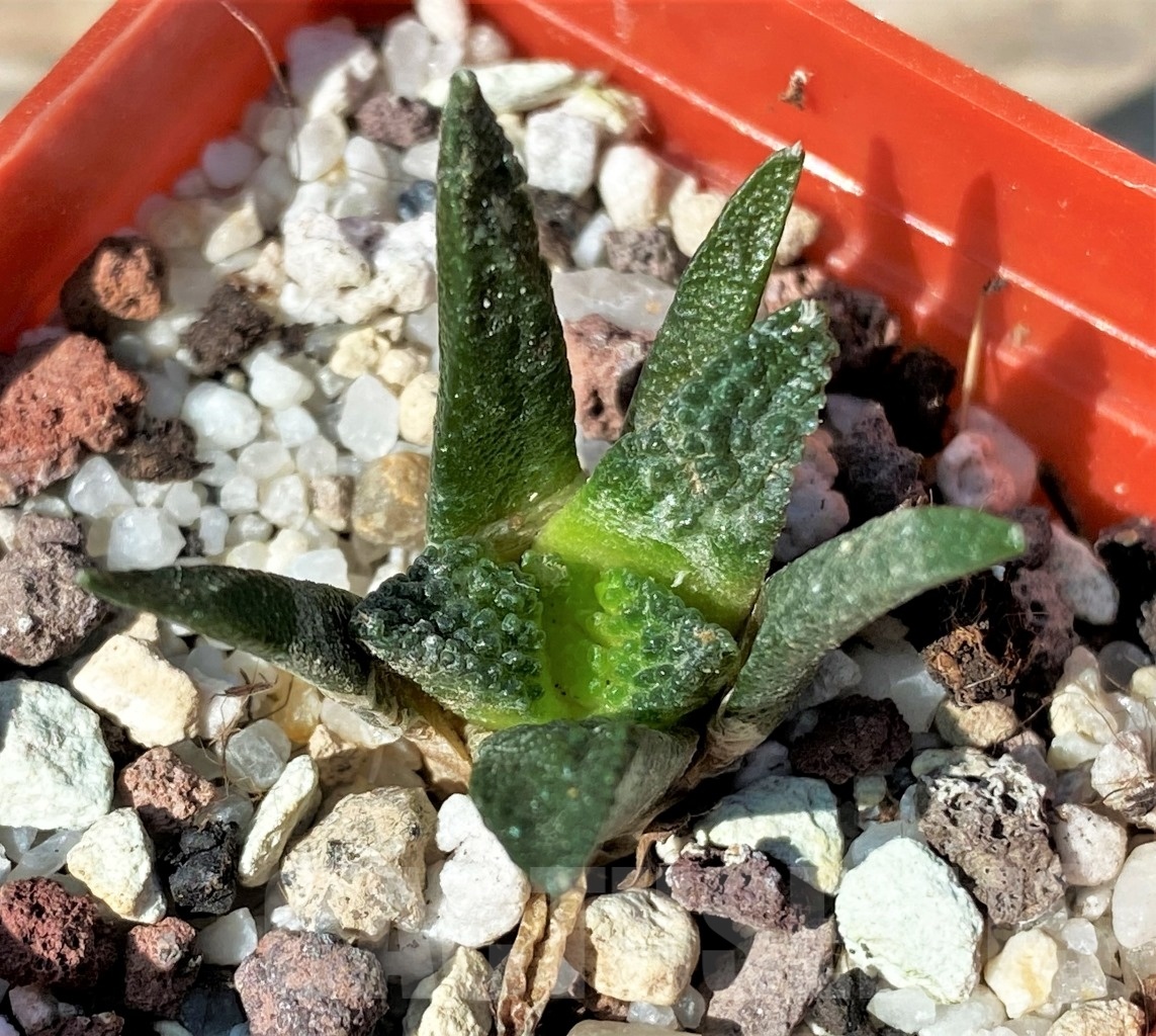 SHPR12720 Ariocarpus bravoanus