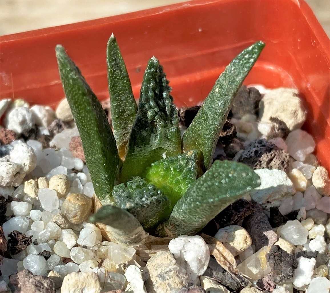 SHPR12720 Ariocarpus bravoanus - Obrázek 2