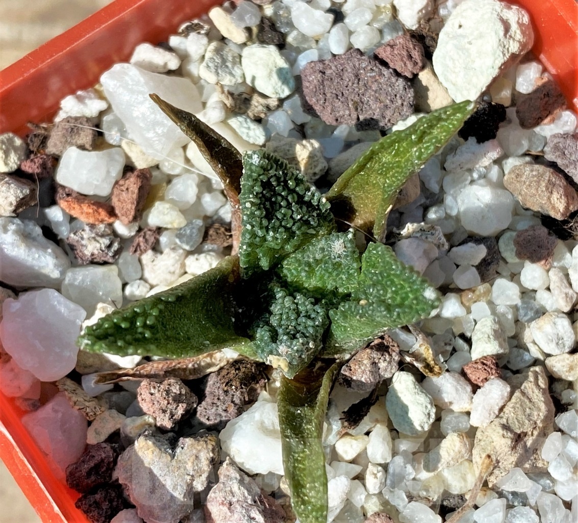 SHPR12721 Ariocarpus bravoanus
