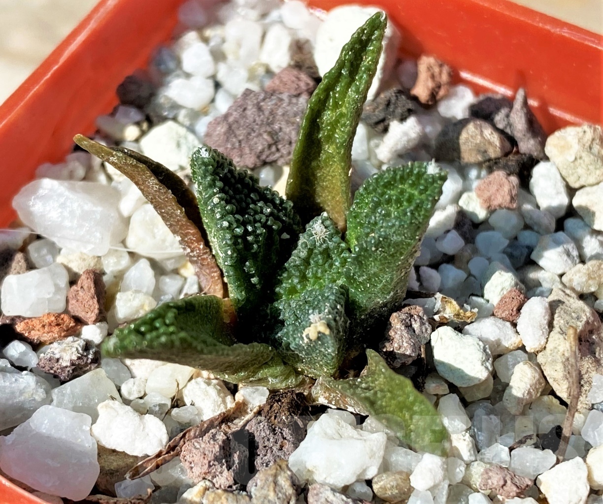 SHPR12721 Ariocarpus bravoanus - Image 2