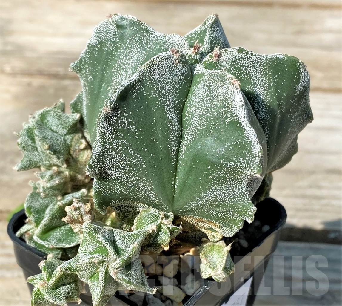 SHPR12767 Astrophytum myriostigma 'Kikko', grafted - Image 2