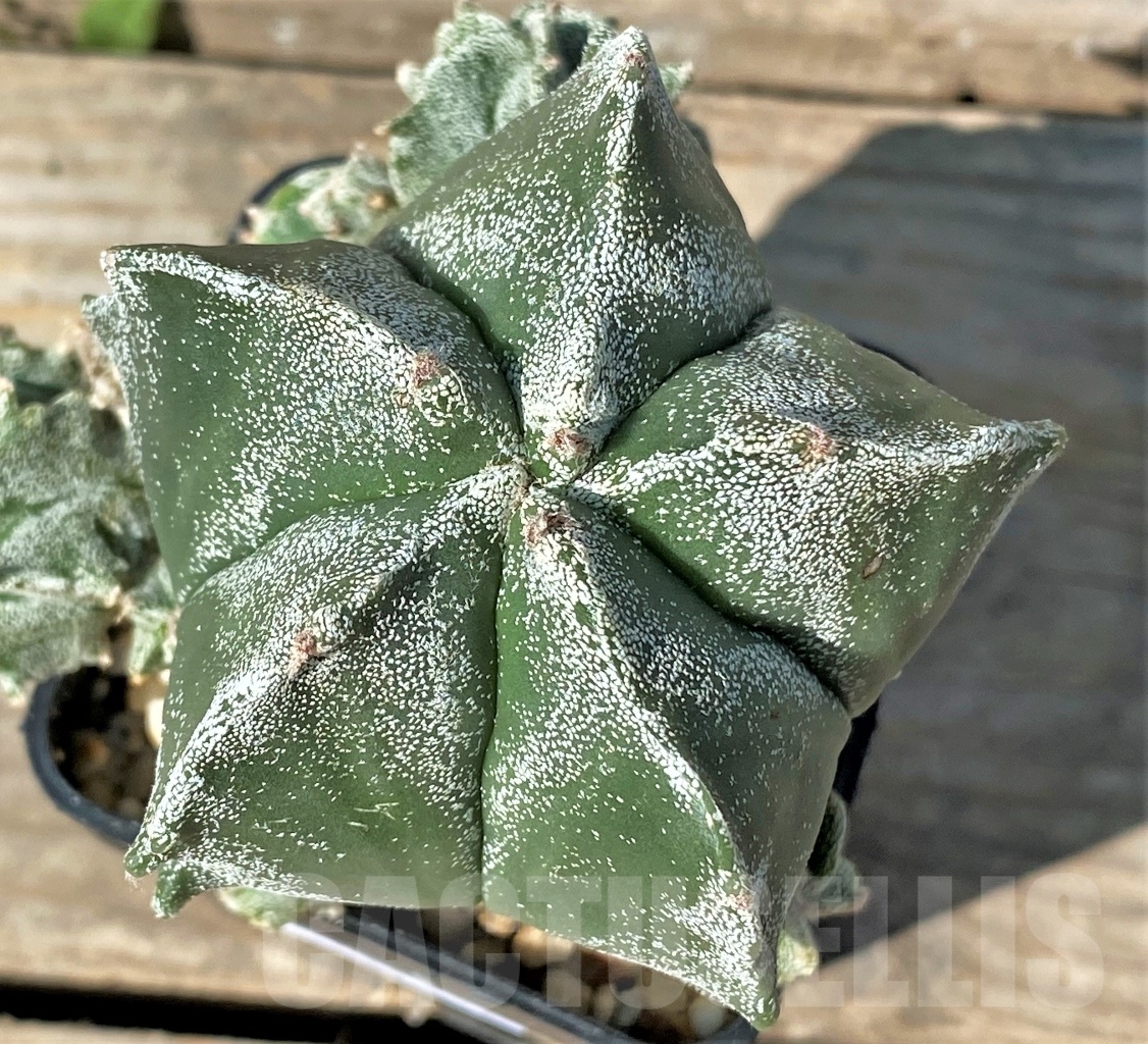 SHPR12767 Astrophytum myriostigma 'Kikko', grafted
