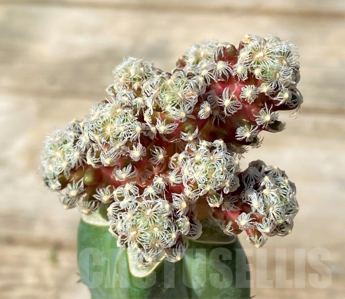 SHPR12768 Mammillaria theresae v. minima, GCG 12504, grafted