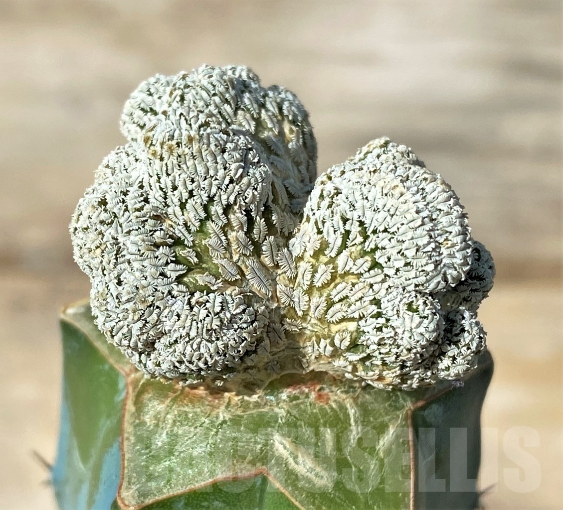 SHPR12769 Pelecyphora aselliformis f. cristata, grafted