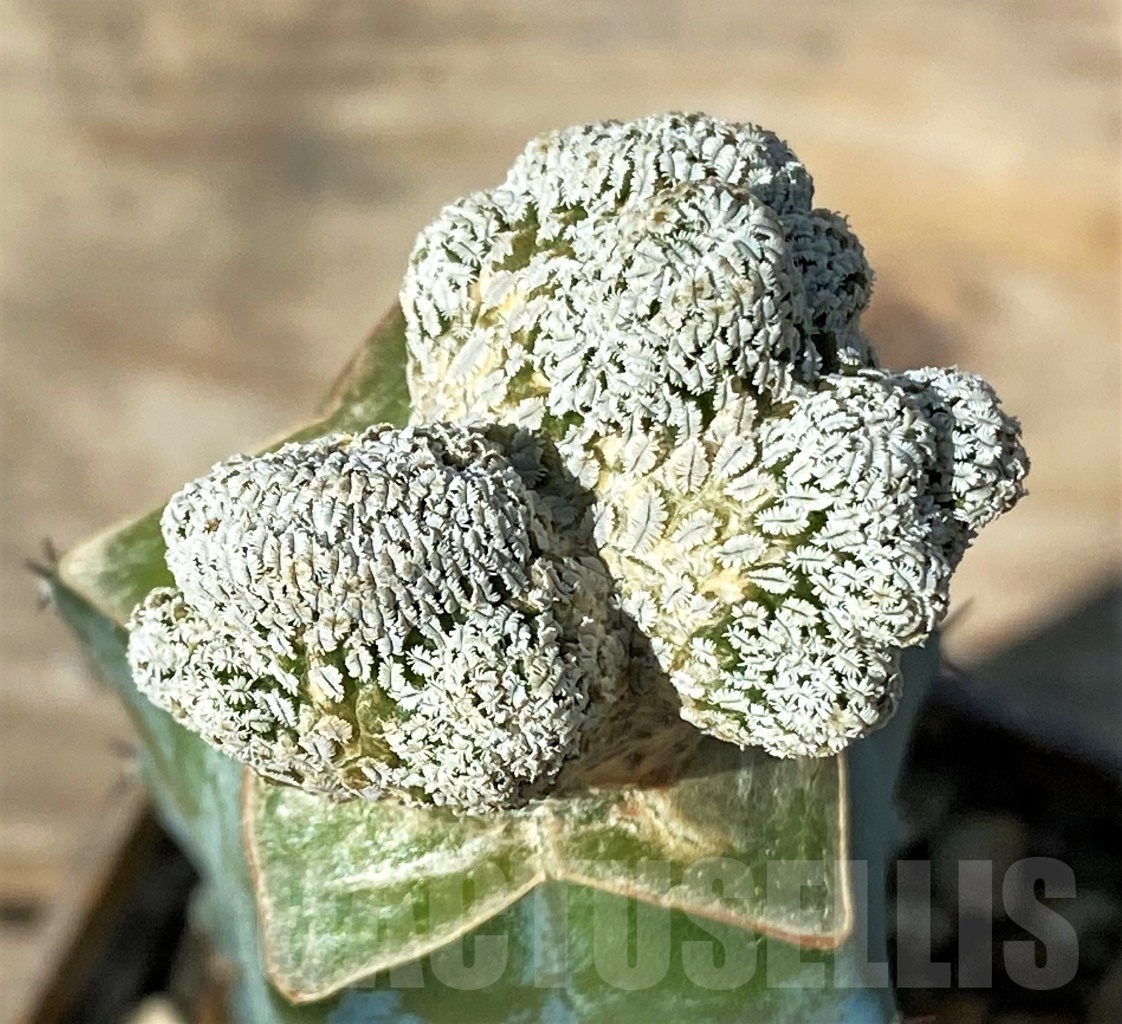 SHPR12769 Pelecyphora aselliformis f. cristata, grafted - Image 2