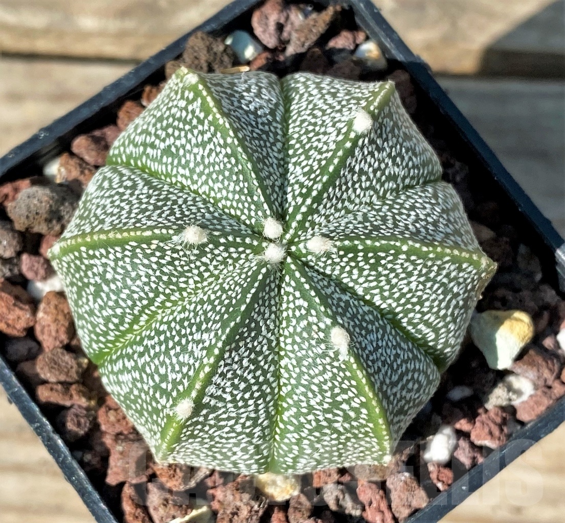 SHPR12771 Astrophytum asterias 'Super Kabuto' hybrid