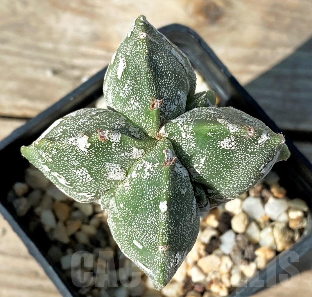 SHPR12772 Astrophytum myriostigma 'Hakuun', grafted - Image 2