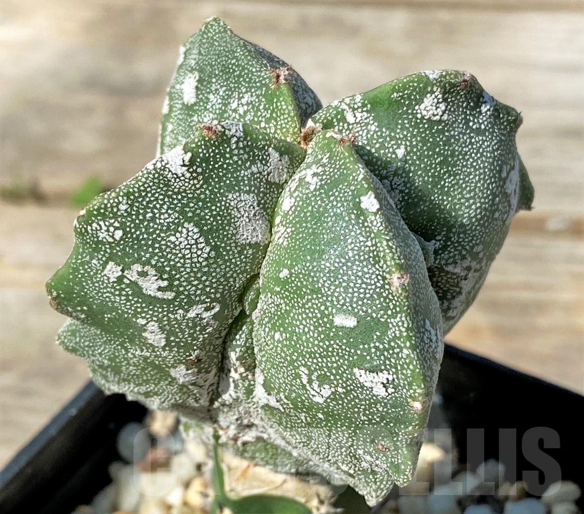 SHPR12772 Astrophytum myriostigma 'Hakuun', grafted