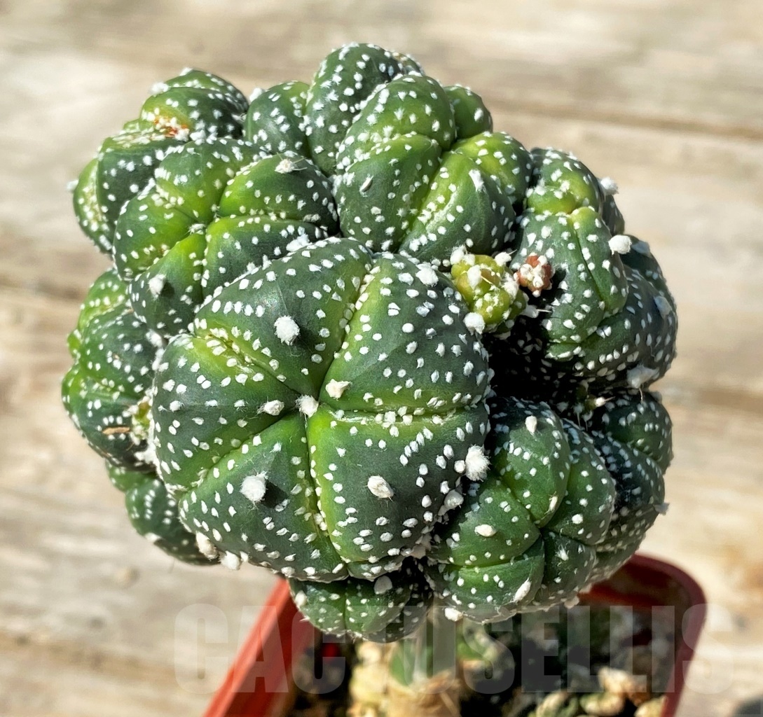SHPR12773 Astrophytum asterias 'Super kabuto' hanazono, grafted