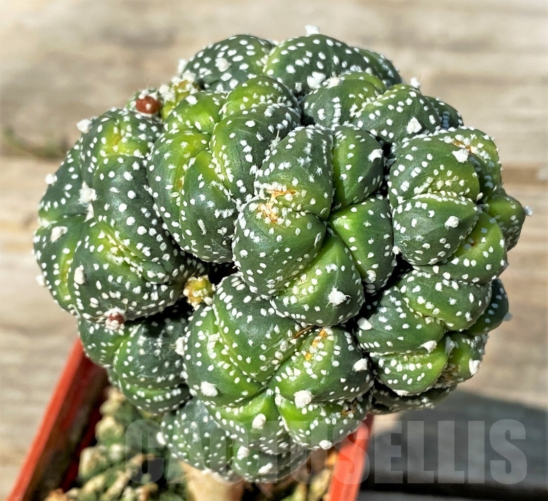 SHPR12773 Astrophytum asterias 'Super kabuto' hanazono, grafted - Image 2