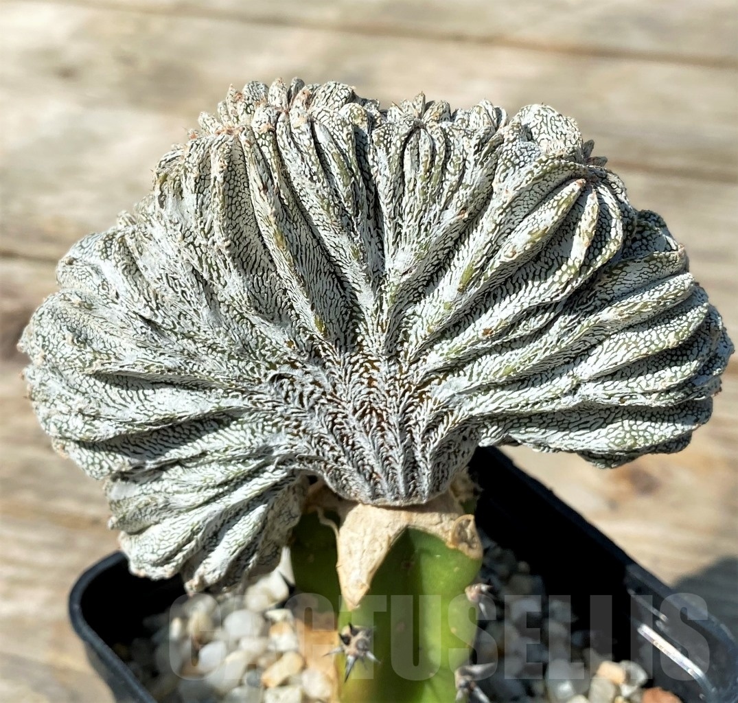 SHPR12774 Astrophytum myriostigma 'Hakuun' f. ctistata, grafted