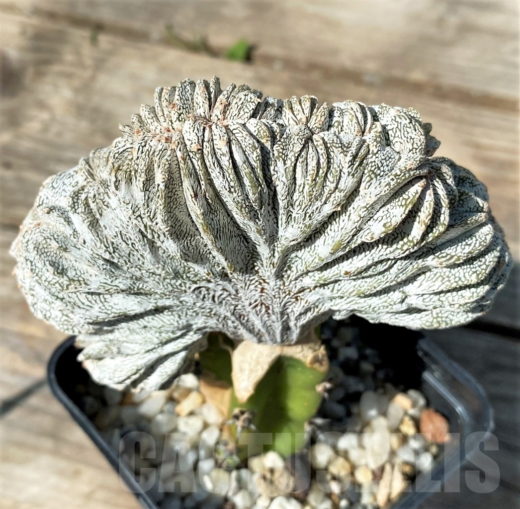 SHPR12774 Astrophytum myriostigma 'Hakuun' f. ctistata, grafted - Image 2