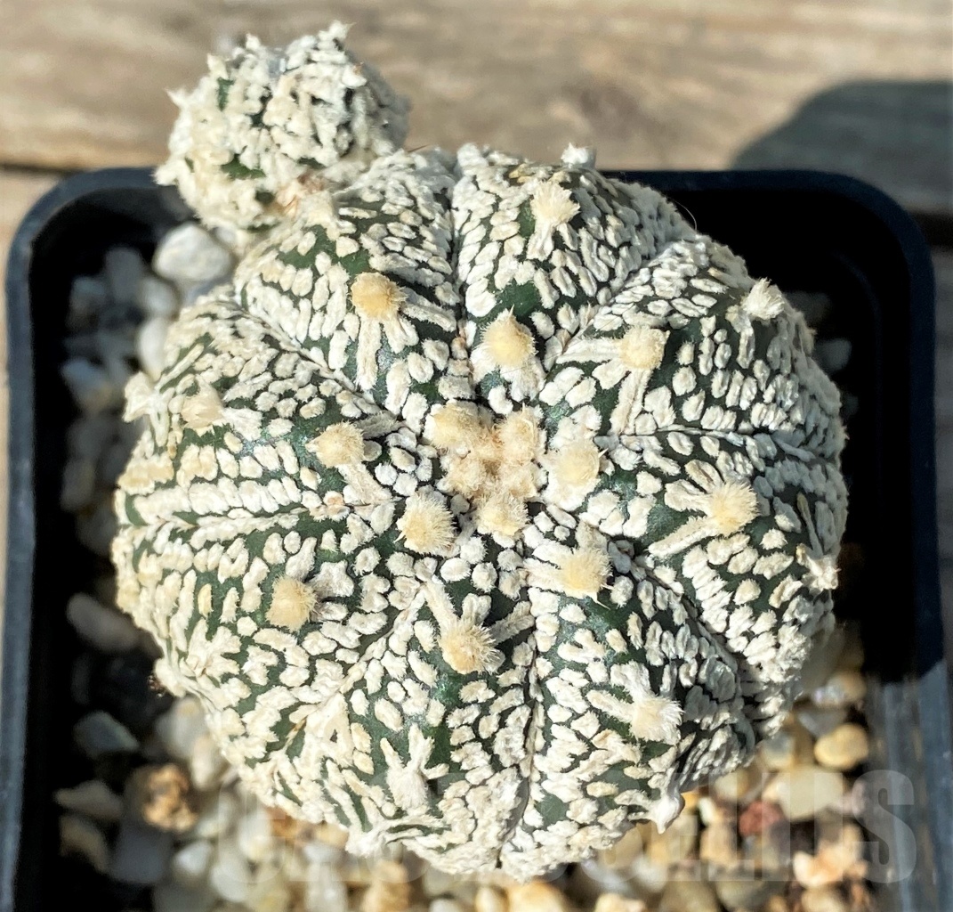 SHPR12776 Astrophytum asterias 'Super Kabuto' V-type, grafted