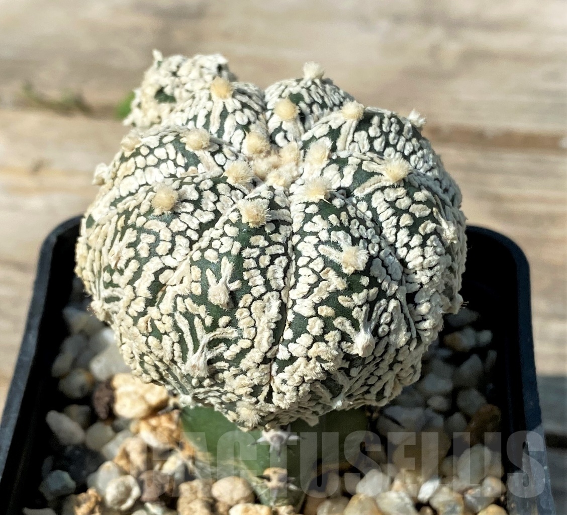 SHPR12776 Astrophytum asterias 'Super Kabuto' V-type, grafted - Image 2