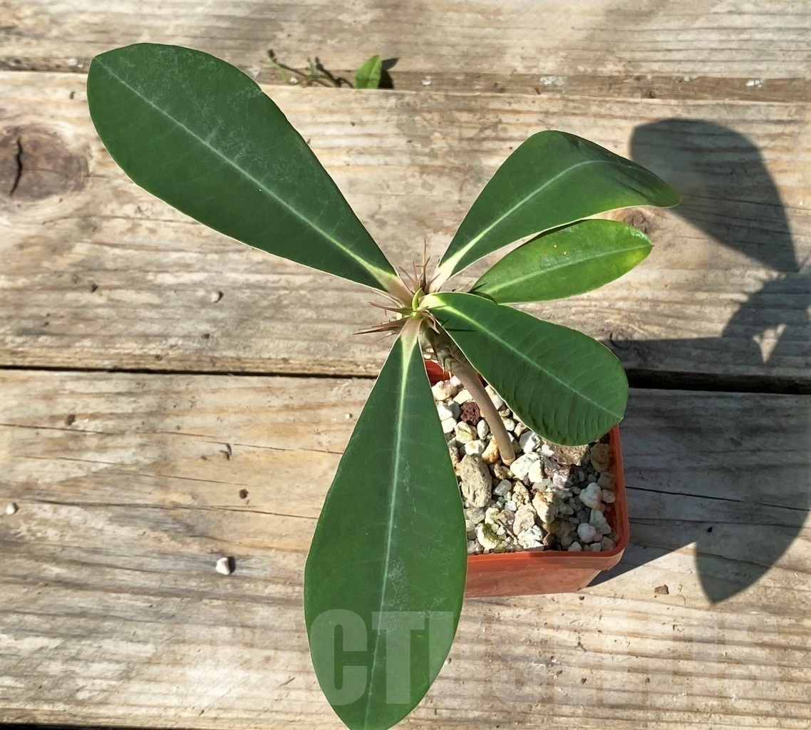 SHPR12777 Euphorbia viguieri var. capuroniana - Image 3