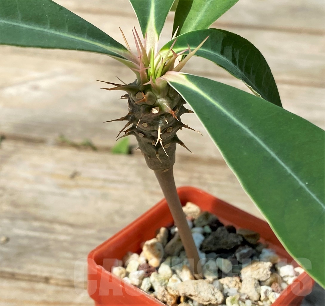 SHPR12777 Euphorbia viguieri var. capuroniana