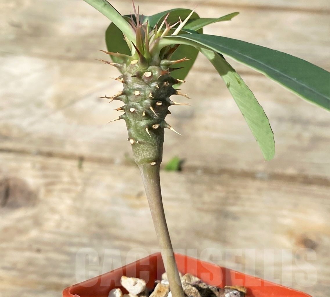 SHPR12777 Euphorbia viguieri var. capuroniana - Image 2