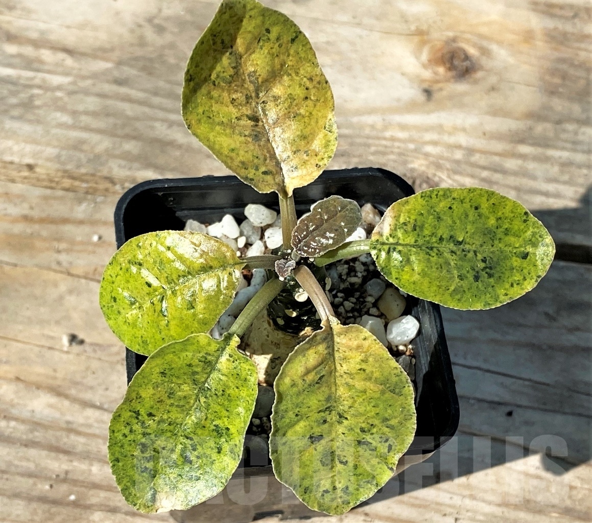 SHPR12778 Dorstenia foetida f. variegata