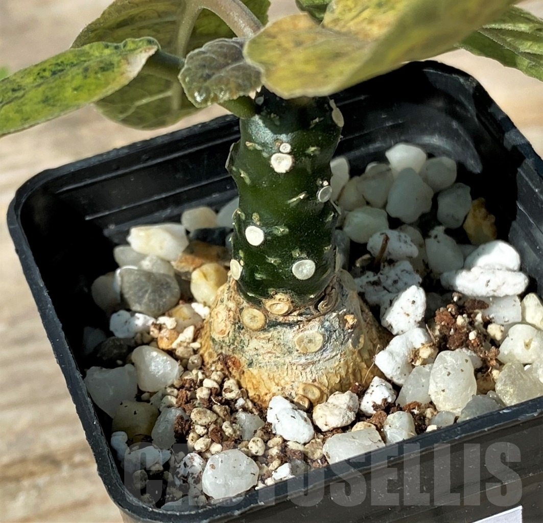 SHPR12778 Dorstenia foetida f. variegata - 画像 (2)