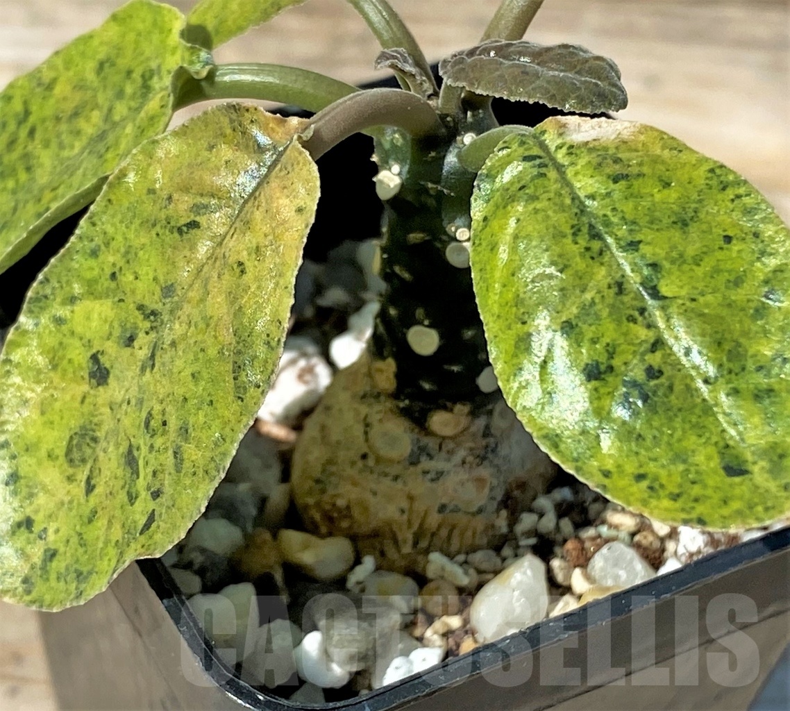 SHPR12778 Dorstenia foetida f. variegata - 画像 (3)