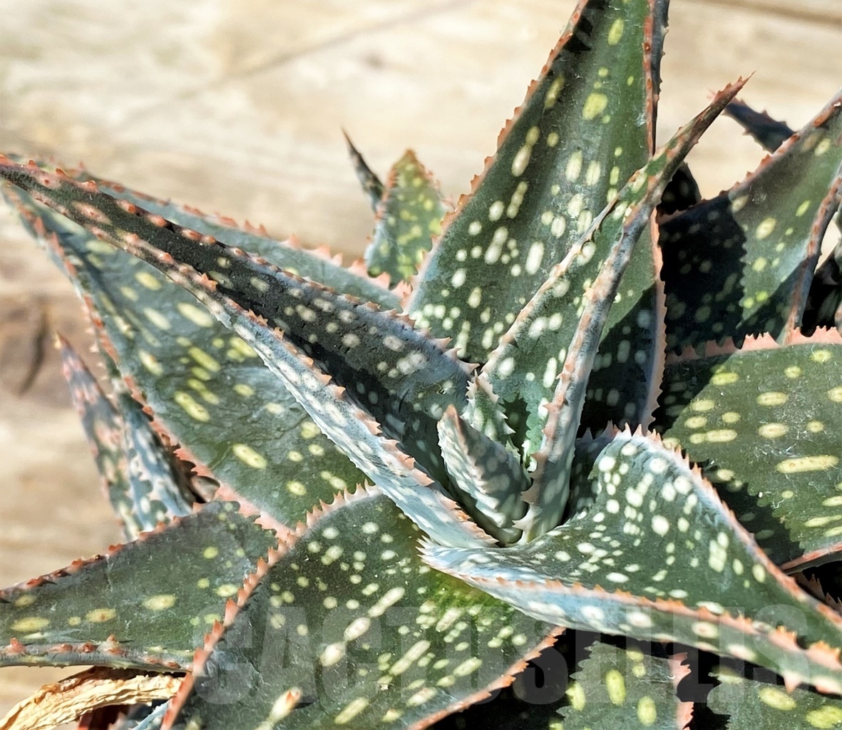 SHPR12779 Aloe hybrid