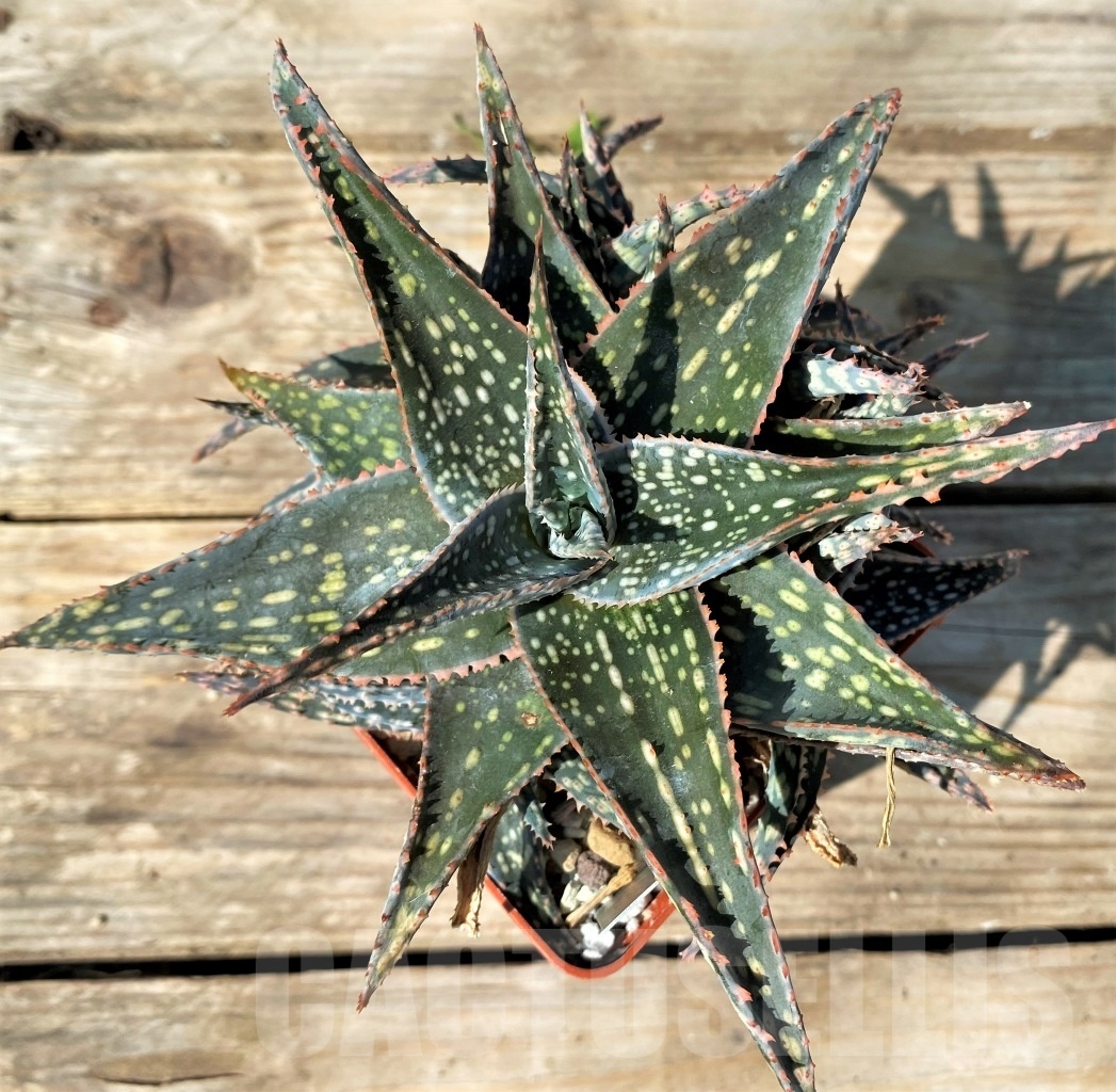 SHPR12779 Aloe hybrid - immagine 2