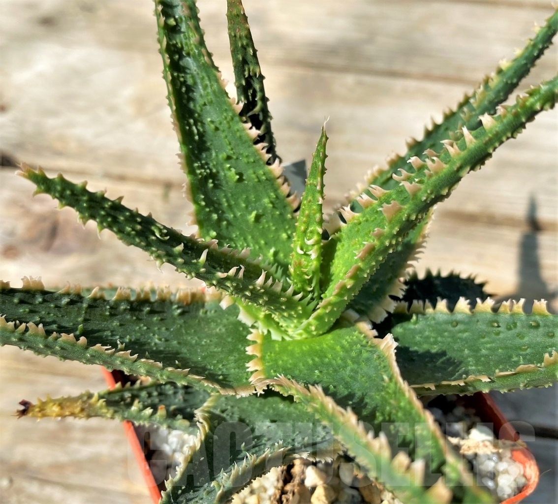 SHPR12780 Aloe hybrid