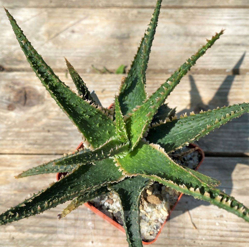 SHPR12780 Aloe hybrid - immagine 3