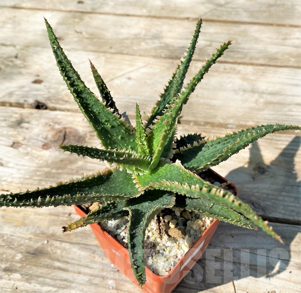 SHPR12780 Aloe hybrid - immagine 2