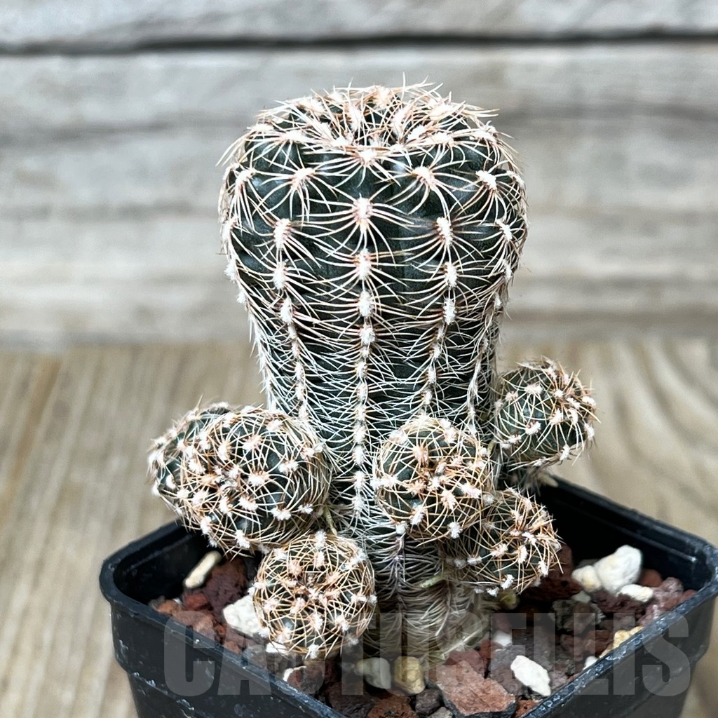 SHPR4520 Gymnocalycium bruchii subs. pawlovskyi