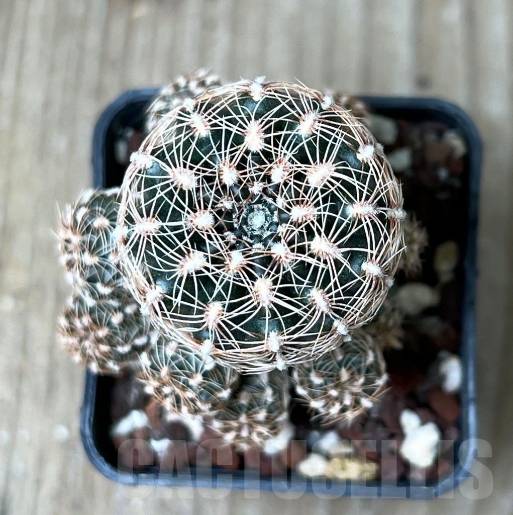 SHPR4520 Gymnocalycium bruchii subs. pawlovskyi - Obrázek 2