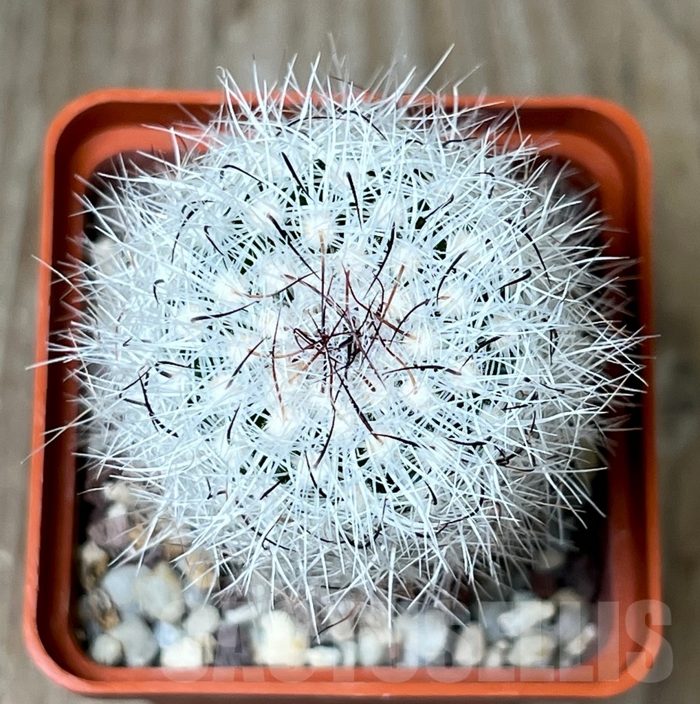 SHPR4588 Stenocactus ochoterenaus, Mexico - Image 2