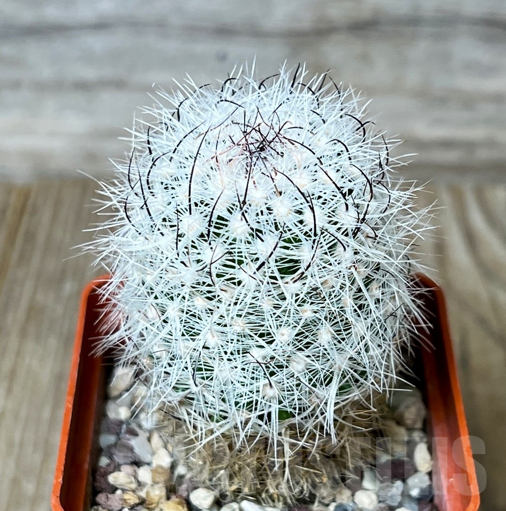 SHPR4588 Stenocactus ochoterenaus, Mexico